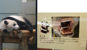 上野動物園パンダ.jpg