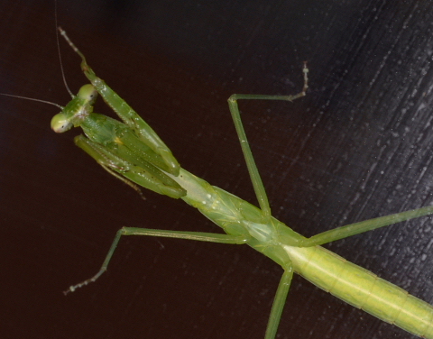 カマキリ.jpg