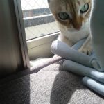 ようやく、移行しました。